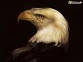 EAGLE 800-600